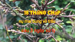 Xử lý mai nụ  nhỏ nở kịp tết nguyên đán 2025 khi thời tiết rét lạnh ở miền trung