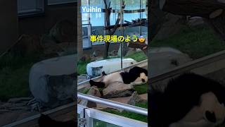 パンダ結浜🎀へそ天事件か⁉️右足がス〜😱#shorts #結浜#panda #animals