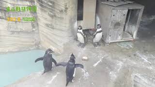 【東山動植物園公式】巣箱に帰りたい《 キタイワトビペンギン　ペンギン 》