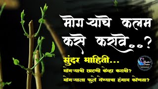 मोगरे को कलम से कैसे लगाऐ/ How to grow mogra / jasmin from cutting