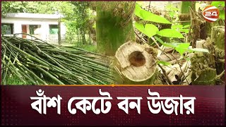 গাজীপুরে বাঁশ কেটে বন উজাড়ের অভিযোগ; চলছে মামলার প্রস্তুতি | Gazipur Bamboo | Channel 24