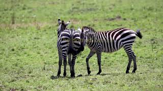 ZEBRA MATING RITUAL: Raw Savannah Passion (Uncensored Wildlife)