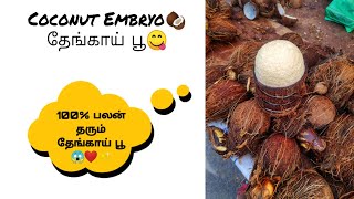 Coconut embryo - தேங்காய் பூ😋 Pondicherry | Nive's Vlog #shorts