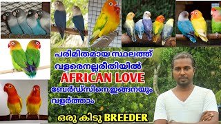 AFRICAN LOVE ബേർഡ്സിന്റെ ഒരു കൊച്ചു COLLECTION | Travancore pets farm VISIT | ഒരു കിടു BREEDER