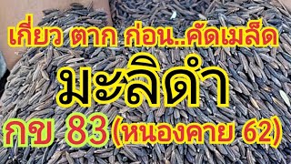 เกี่ยว ตาก ก่อนคัดเมล็ด..มะลิดำ(หนองคาย 62)..กข 83..🌾สนใจพันธุ์ข้าว 0899428684 0925164252 0650495999