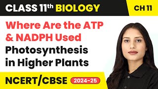 Where Are the ATP & NADPH Used - Photosynthesis in Higher Plants | Class 11 Biology Ch 11 | CBSE