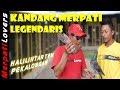 GREBEK KANDANG HALILINTAR Pekalongan | Kandang Legendaris | WA 085742861666