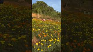 Exploring the Serene Jamanthi Flower Farm