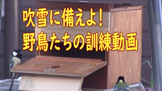 吹雪に備えよ！野鳥たちの訓練動画【越冬給餌】