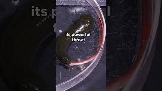 Watch this #leech eat an #earthworm 🪱🍴 #earthworm #leeches