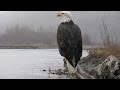 American Eagle (Nature Documentary)