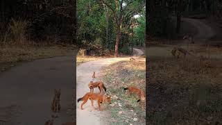 wild Dogs .17 April 2023 @ Kanha National park Madhya Pradesh India 9425855075