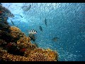 The sound of a coral reef