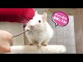 はじめて本物の猫じゃらしを見たチンチラとデグーの反応がこちら cute chinchilla and degu