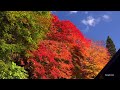 紅葉が真っ盛り大町市の霊松寺・4k