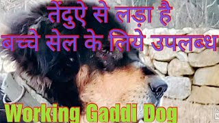 Pure Bhotia/ Gaddi Dog for Sale, Working Line Dog