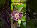 किस्मत से दर्शन होते है कौरव पांडव फूल के ये घर में समृद्धि लाता है🙏 pandav flowers shorts yt