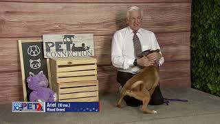 Pet Connection Ariel 2-6-25