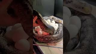 This is how to collect eggs from a GIANT SNAKE!!!   #python #reptile #snakebreeder #reptilekeeper