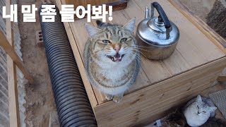 (ENG)아침부터 할 말 많은 호랑이