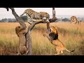 Lion And Leopard Fighting For Food On The Tree - Wild Animals Hunting