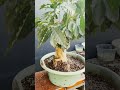 começando um bonsai de café ☕️ café bonsai bon bonsaicafe coffee cofeebonsai bonsaisuldeminas