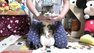 立ち姿がペンギンの様な猫リキちゃん☆かわいい立ちだっこ♥【リキちゃんねる・猫動画】Cat video　きじしろねこのいる暮らし