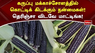 கருப்பு மக்காச்சோளத்தில் கொட்டிக் கிடக்கும் நன்மைகள்! தெரிஞ்சா விடவே மாட்டிங்க! | Black Corn