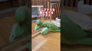 荒ぶるめんめんと愛で方がこじれたファフ子ちゃん #ワカケホンセイインコ #インコ #shorts