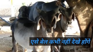 कांकरेज बेल ॥ विशालभाई के बेल ॥ No.1 ox