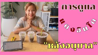 การดูแลเนื้อเยื่อแดงอินโดหลังการอบ| วิธีการเลี้ยงแดงอินโดให้โตสวย