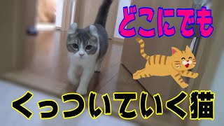 【飼いやすい猫】アメリカンカールの特徴。人間大好き、めっちゃ懐っこいCharacteristics of American Curl