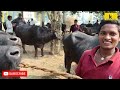 తుని గేదెల ఆవుల సంత tuni buffalo market tuni buffaloes info buffalo farming @kisaninfo999