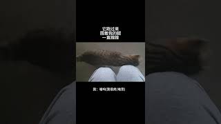 小猫不会说人话，但它很爱我，还好俺会说猫话#猫咪 #猫语