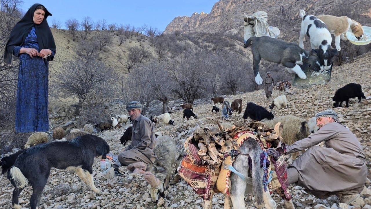 Iran Nomadic Life Jahangir Effort To Graze Sheep And Bring Firewood In