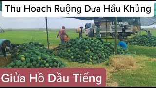 Thu Hoạch Ruộng Dưa Hấu  Khủng Giửa Hồ Dầu Tiếng / Khám Phá Tây Ninh.