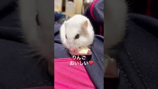 りんごを食べていたら、、、コロコロ#shorts #ハムスター #ハムチャンネル #animals