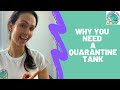 Why is a Quarantine Tank Important?