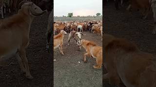 goat fight funny voice #goat #figthing