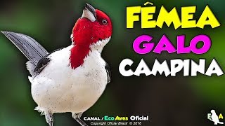 Som do Chamado de Fêmea de Galo-Campina 🎵 Estimular Macho a Cantar HD