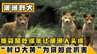 澳洲最奇怪生物入侵？“村口大黄”摇身一变成顶级杀手，凭什么？【蓝鲸科普局】