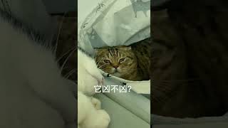 两只猫咪一起睡觉