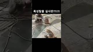 혹성탈출 실사판??