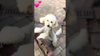 Que travesura are 😁 #perritos #mascota #dogs #pets #doglover #puppy #amor #viral #youtubeshorts