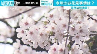 上野公園はサクラが満開　お花見の仕方も人それぞれ(18/03/26)