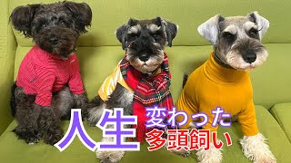 【ミニシュナ】多頭飼いで人生が変わったと思う「リアルな3つのこと」🐶