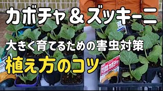 【カボチャ栽培】＆【ズッキーニ栽培】の育て方、植付-害虫対策のコツを解説します。