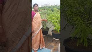 ఎర్ర ఉసిరి #ushasgarden #redamla #growyourownfood #healthylifestyle #swadesam2videsam #healthyfood