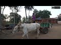 village life farm life mandya karnataka mandyavillage mandyadistrict karnataka