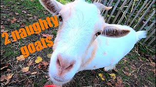 2 naughty goats - Prof Simon